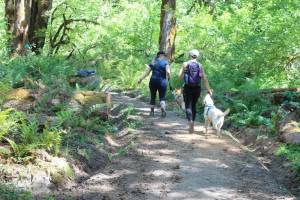 Yiting Lim / Special to The Seattle Times 
Two hikers and two canines make their way along a freshly remade section of the Lower South Fork Skokomish Trail.