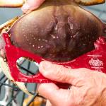 Crabbers can keep only hard shell and male Dungeness crab that are at least 6.25 inches wide at the carapace. (Mike Benbow / Everett Herald)