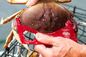 Crabbers can keep only hard shell and male Dungeness crab that are at least 6.25 inches wide at the carapace. (Mike Benbow / Everett Herald)