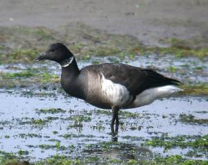 Courtesy photo / Alan Schmierer 
Brant goose in tidelands.