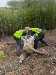 Michael S. Lockett / The Daily World File 
The Washington Department of Fish and Wildlifes enforcement division is investigating after five elk were found killed and left to rot south of Cosmopolis.
