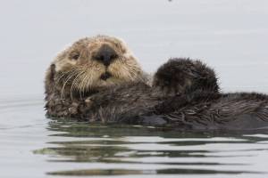 An effort to expand the sea otter to the Pacific Coast of Washington state is underway.
(Courtesy photo / Mike Baird)