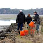 MIchael S. Lockett / The Daily World
Members of the Shoalwater Bay Indian Tribes Department of Natural Resources traipse out to go perform removal of European green crabs from traps on Jan. 26.