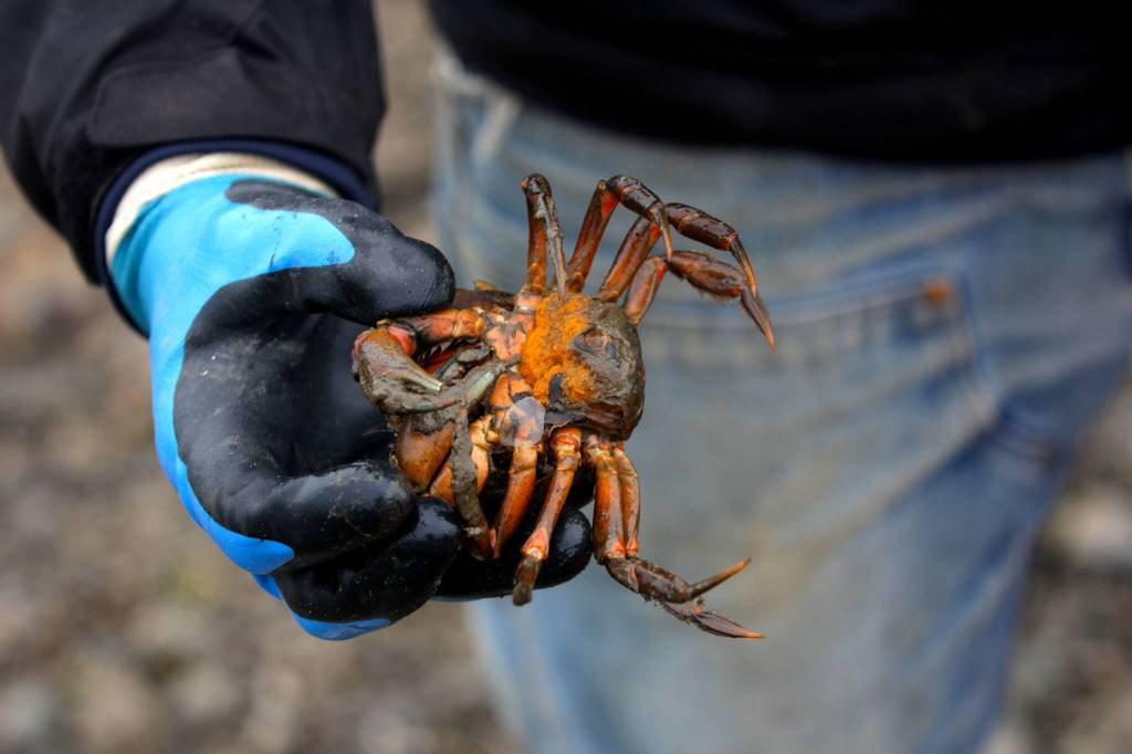 MIchael S. Lockett / The Daily World
A member of the Shoalwater Bay Indian Tribes Department of Natural Resources holds a gravid European green crab, showing its egg mass, as it gets counted and removed on Jan. 26.