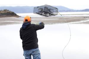 MIchael S. Lockett / The Daily World
Richard Ashley, part of the Shoalwater Bay Indian Tribes Department of Natural Resources, resets a crab trap as members of the department remove European green crabs on Jan. 26.