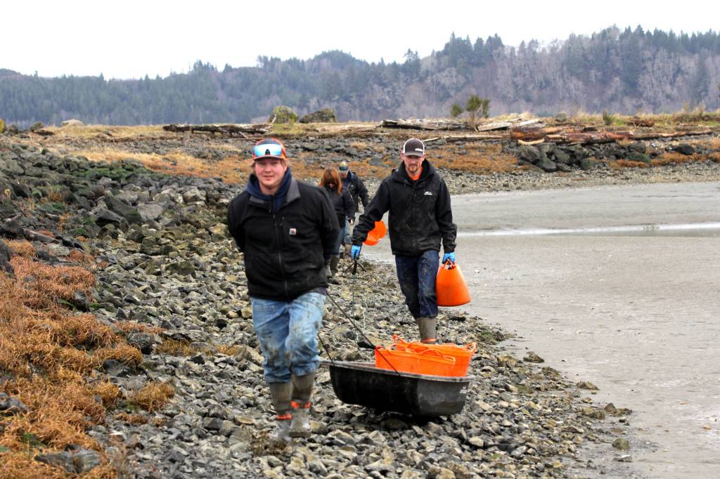 Members of the Shoalwater Bay Indian Tribes Department of Natural Resources removing European green crabs drag their bounty back from the tidal mud flats on Jan. 26. (MIchael S. Lockett / The Daily World)