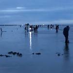 A line of razor clam diggers stretched about two miles long at Mocrocks beach on Saturday. (Michael Wagar / The Daily World)