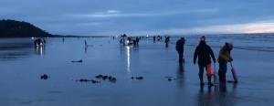 A line of razor clam diggers stretched about two miles long at Mocrocks beach on Saturday. (Michael Wagar / The Daily World)