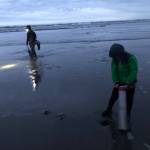 Michael Wagar / The Daily World
A mother and son dig razor clams Saturday evening at Mocrocks.