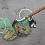 A mesh net holds razor clams. Diggers are required to place their own clams in separate containers.

(Courtesy photo / WDFW)