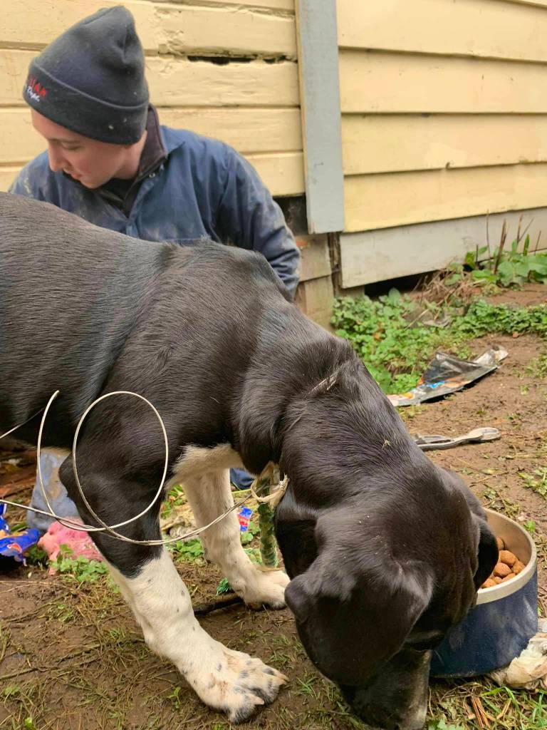 Hero the puppy was freed by firefighters from the Hoquiam Fire Department after inadvertently becoming stuck in a crawlspace. (Courtesy photo / Larissa Rohr)