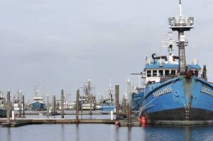 Michael S. Lockett / The Daily World
A fishing vessel sits alongside an empty slip at Westport Marina on March 1. The marina is working its way through planning a modernization process to accommodate modern vessels, which are larger than the docks built in the 80s were designed for.