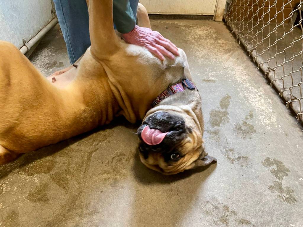 photos by Michael S. Lockett / The Daily World 
Mouse is a big ham, currently staying at the shelter at North Beach PAWS.