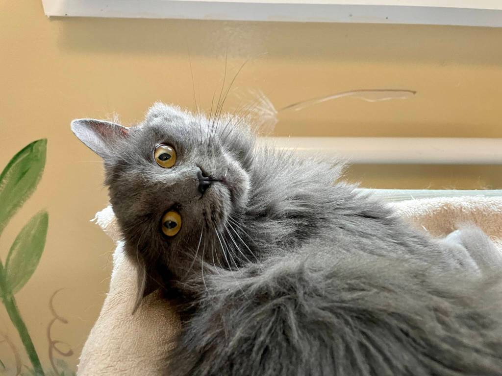May is probably a very good cat and is currently living at the shelter at North Beach PAWS. (Michael S. Lockett / The Daily World)