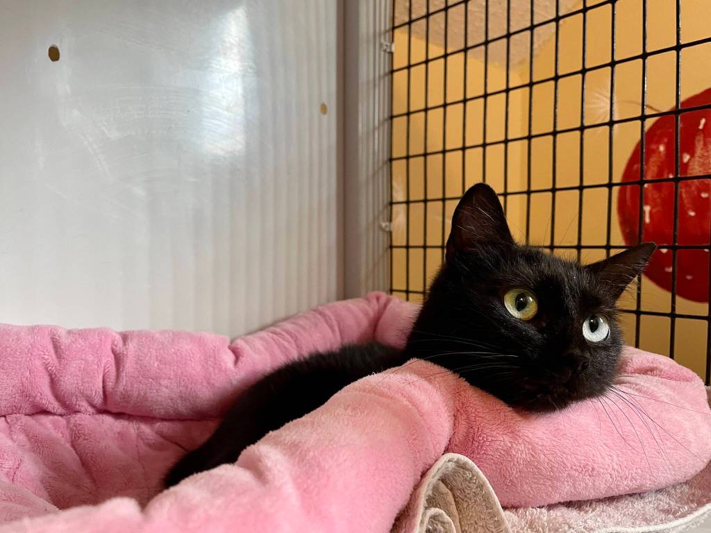 Who knows what Cher the cat is thinking about while staying at North Beach PAWS. (Michael S. Lockett / The Daily World)