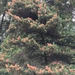 Karen Ripley / USFS
A pine tree in Clark County, damaged by the 2021 heat wave. The trees in the background are scorched Douglas firs.