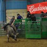 Perhaps the most anticipated event of the 27th annual Grays Harbor Indoor Pro Rodeo came during the bull riding event. The cheers of the audience could be heard increasing every second the rider was able to stay on his bull.