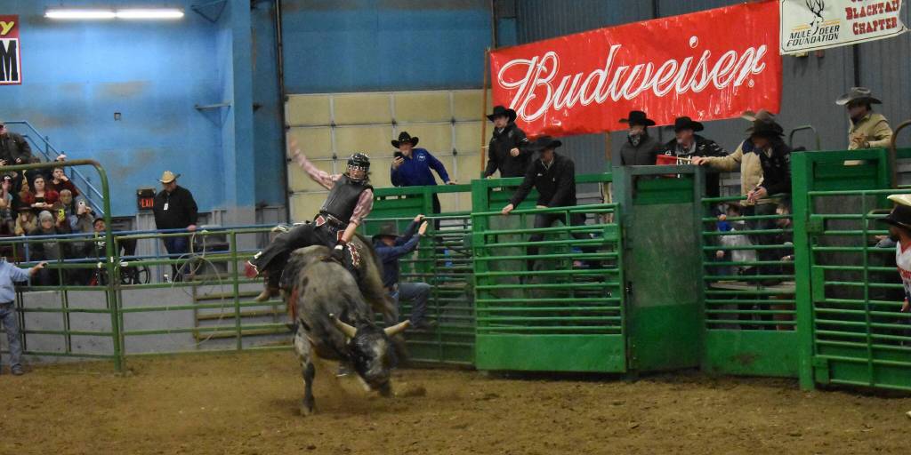 Perhaps the most anticipated event of the 27th annual Grays Harbor Indoor Pro Rodeo came during the bull riding event. The cheers of the audience could be heard increasing every second the rider was able to stay on his bull.