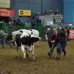 In a competition to collect a single drop of milk, several teams competed against each other by attempting to milk uncooperative cows during the 27th annual Grays Harbor Indoor Pro Rodeo.