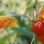 Grays Harbor Stream Team
Jewelweed, an invasive species the Grays Harbor Stream Team will target near Preachers Slough this Saturday.