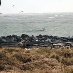 Photo: The Daily World file
Seagulls fly over the North Jetty in Ocean Shores.