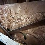 Matthew N. Wells / The Daily World
Ray Kahler, 7th Street Association board president, points out one of the original Assyrian panels that used to be affixed to the front corner of the 7th Street Theatre. In the next couple months, late June is a conservative estimate, a more weather-resistant version of the panels will be installed onto where panels like this used to be.