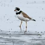 A semi-palamated plover alights on the mud at the Grays Harbor National Wildlife Refuge during the Grays Harbor Shorebird and Nature Festival. (Courtesy photo / Jan Wieser)