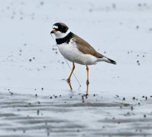 A semi-palamated plover alights on the mud at the Grays Harbor National Wildlife Refuge during the Grays Harbor Shorebird and Nature Festival. (Courtesy photo / Jan Wieser)