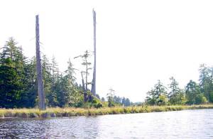 The Copalis Ghost Forest remains from the last major earthquake and subsequent tsunami to hit the coast, back on January 26, 1700. (Kelly Calhoune / North Beach Museum)