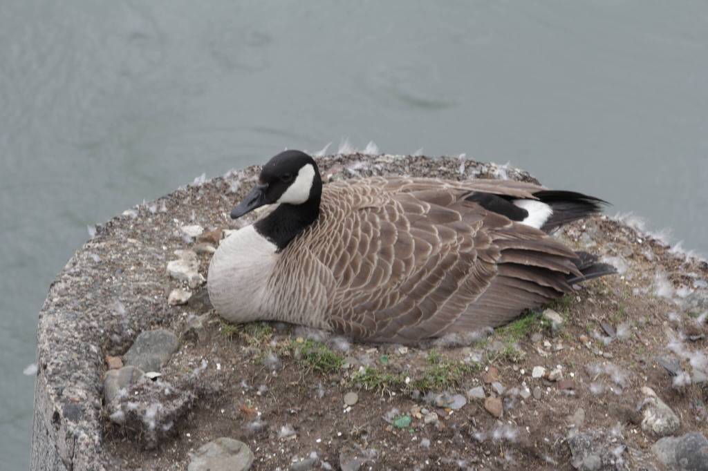Michael S. Lockett / The Daily World
A Canada goose nests on a piling near the Heron Street Bridge on May 16.
