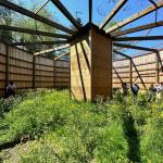 Courtesy of Jillanna Bickford / Elma Chamber of Commerce
The new flight building near Montesano is a 50-foot-wide, 16-foot-tall pen for sick or injured raptors to regain muscle strength and hunting skills before returning to the wild.