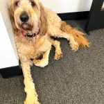 Bear, a one-year-old goldendoodle who is the office dog at David Steinman Insurance Agency Inc., in Aberdeen, is very much part of the team at 500 W. Wishkah St. Steinman talked about bringing Bear on tough calls. If a customer is having a hard time, we have him sit next to them. We want to put him through therapy dog courses so he can go into nursing homes and schools. Steinman wants Bear to go through the training so the office can have an additional way to give back to the Grays Harbor community. (Matthew N. Wells / The Daily World)