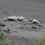 Michael S. Lockett / The Daily World
A dead juvenile gray whale in Westport will be allowed to decompose naturally.