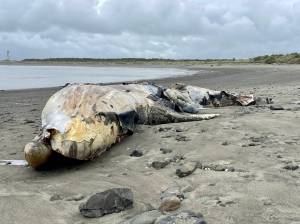 A gray whale carcass that washed ashore in a state park in Westport will remain there, said a spokesperson for Washington State Parks. (Michael S. Lockett / The Daily World)