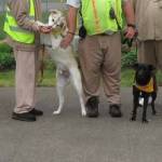 Courtesy photo / SCCC
Dogs of Stafford Creeks Freedom Tails program sit with their handlers.