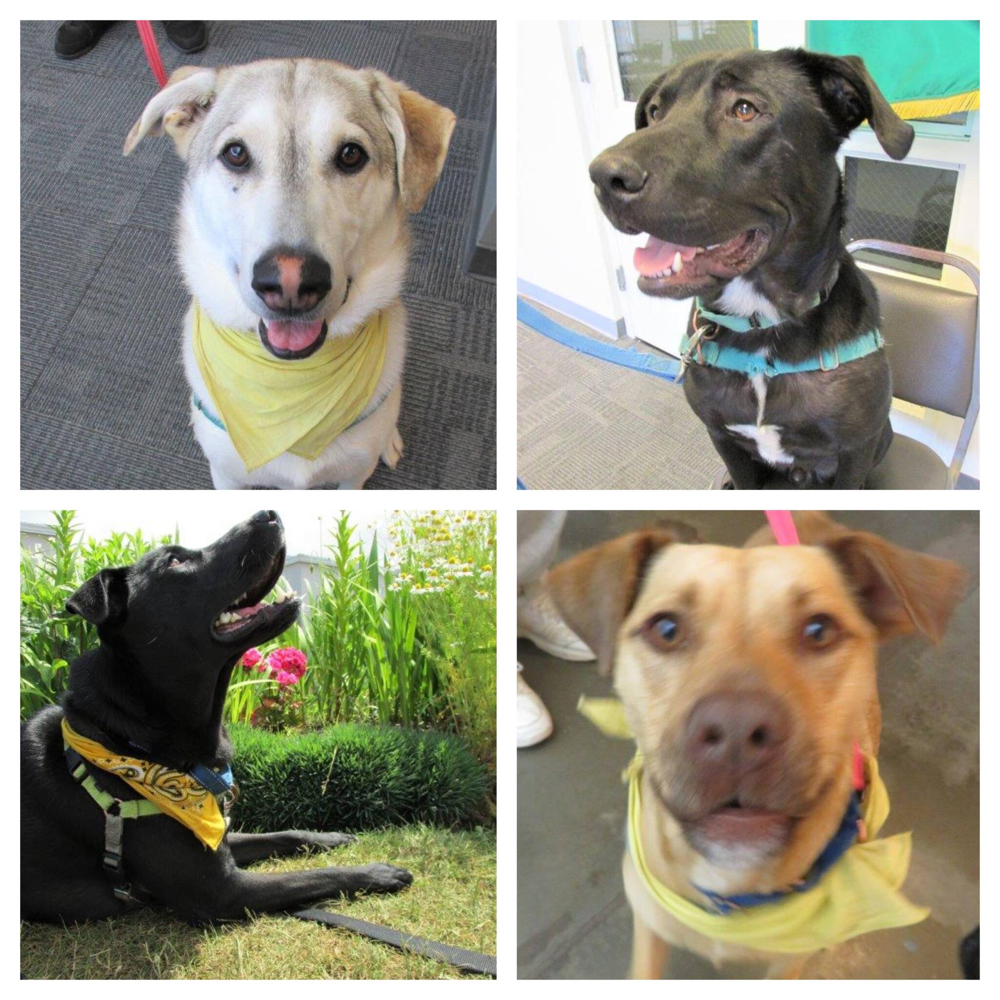 Some of the dogs of the upcoming class of Freedom Tails graduates pose for photos. (Composite photo)