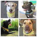 Some of the dogs of the upcoming class of Freedom Tails graduates pose for photos. (Composite photo)