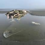 Taking any remains from a marine mammal, even a dead one, is a federal crime. (Michael S. Lockett / The Daily World)