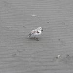 Michael S. Lockett / The Daily World
An endangered snowy plover makes its way along the shore on June 27.