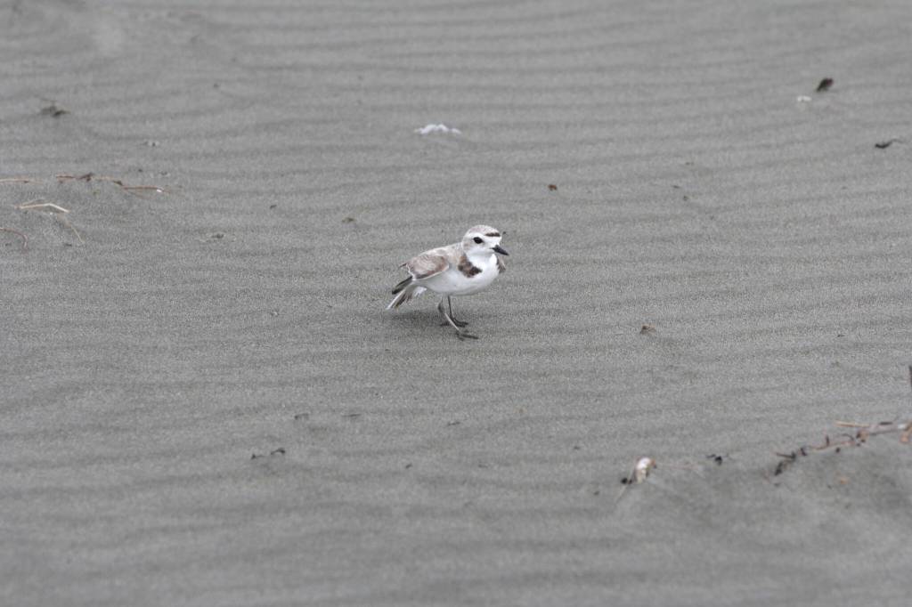 Michael S. Lockett / The Daily World
An endangered snowy plover makes its way along the shore on June 27.