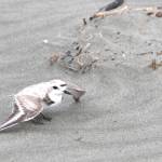 An endangered snowy plover spreads its wings in an attempt to distract possible threats to its nest on June 27. (Michael S. Lockett / The Daily World)