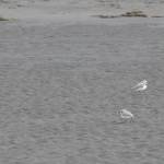 Michael S. Lockett / The Daily World
A pair of snowy plovers look for food on the beach near Tokeland on June 27.