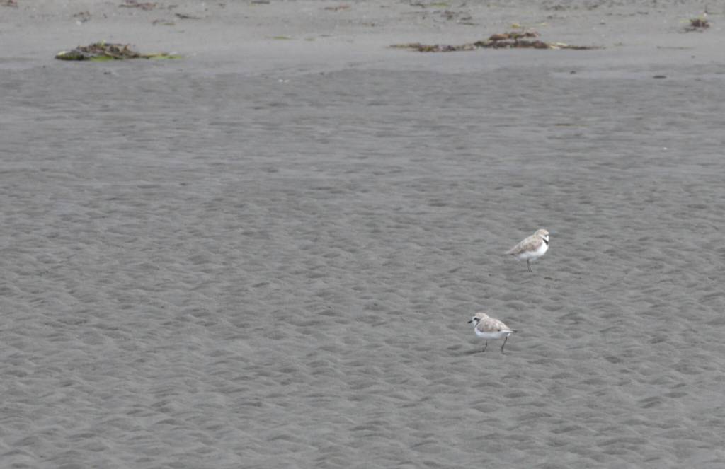 Michael S. Lockett / The Daily World
A pair of snowy plovers look for food on the beach near Tokeland on June 27.