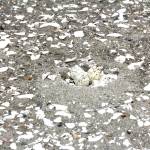 Michael S. Lockett / The Daily World
A trio of snowy plover eggs blend almost perfectly into the sand on the beach near Tokeland.