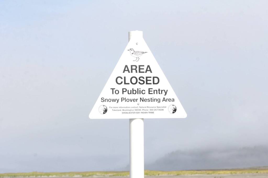 Michael S. Lockett / The Daily World
Snowy plover nesting sites are protected areas, with human foot and vehicle traffic through them forbidden.