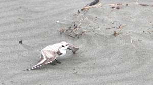 Michael S. Lockett / The Daily World
An endangered snowy plover spreads its wings in an attempt to distract possible threats to its nest on June 27.