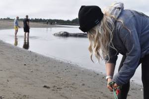 Ocean Shores resident Maddie Pittman ties off a line to secure a dead gray whale to the shore so it doesnt drift off before being necropsied after attempting to aid it on June 27. (Clayton Franke / Daily World)