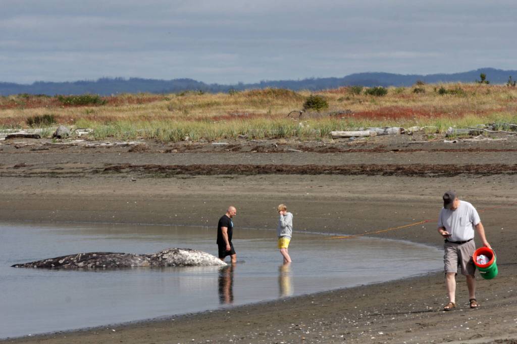 Beachgoers and Ocean Shores residents attempted unsuccessfully to aid a gray whale that became stranded near Damon Point on June 27. (Michael S. Lockett / The Daily World)