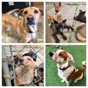 North Beach PAWS
North Beach PAWS is holding an adoption special as the shelter is full to bursting with dogs and cats needing new homes.