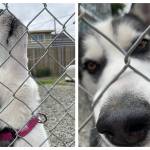 Michael S. Lockett / The Daily World
Good boy Arlo, currently residing at PAWS of Grays Harbor, variously awhoos and inquisites.